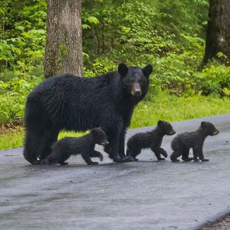Wilderness Lodge, Hot Tub, Game Room, Pool Access, 1089 Free Tickets Each Paid Day, Dollywood And M Сивиървил Екстериор снимка